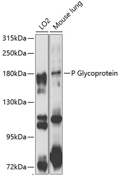 Anti-P Glycoprotein Antibody (CAB1284)