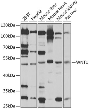 Anti-WNT1 Antibody (CAB2475)