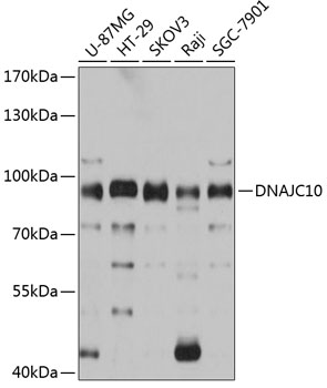 Anti-DNAJC10 Antibody (CAB12143)