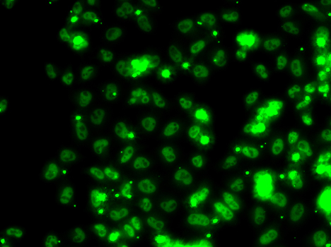 Anti-SECISBP2 Antibody (CAB6736)