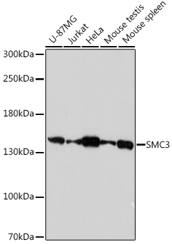 Anti-SMC3 Antibody (CAB18402)