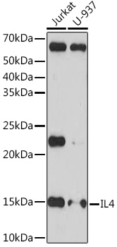 Anti-IL-4 Rabbit Monoclonal Antibody (CAB4988)