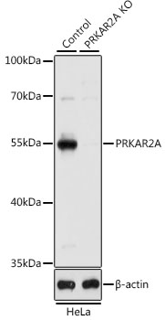 Anti-PRKAR2A Antibody [KO Validated] (CAB1531)