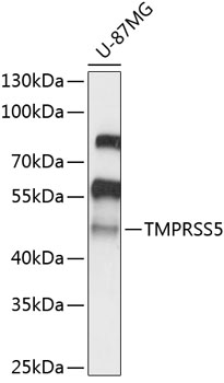 Anti-TMPRSS5 Antibody (CAB14307)