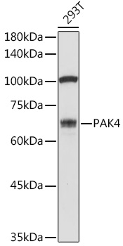 Anti-PAK4 Antibody (CAB2782)