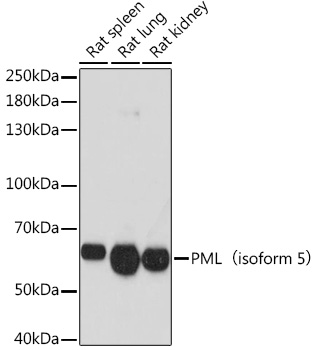 PML (isoform 5) Rabbit Polyclonal Antibody (CAB18134)