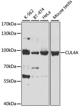 Anti-CUL4A Antibody (CAB2882)