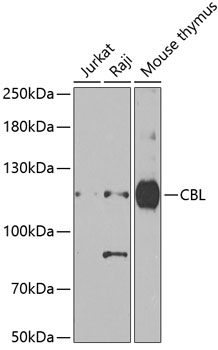 Anti-CBL Antibody (CAB7881)