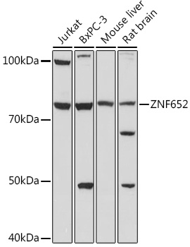 Anti-ZNF652 Antibody (CAB18657)