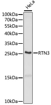 Anti-RTN3 Antibody (CAB15129)