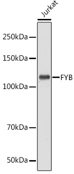 Anti-FYB Antibody (CAB15997)