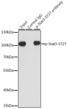 Anti-Phospho-Stat3-S727 Antibody (CABP0474)