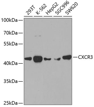 Anti-CXCR3 Antibody (CAB2939)