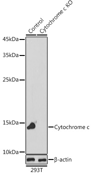 Anti-Cytochrome c Antibody [KO Validated] (CAB13430)