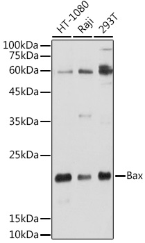 Anti-Bax Antibody [KO Validated] (CAB0207)