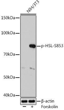 Anti-Phospho-HSL-S853 Antibody (CABP1151)