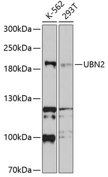 Anti-UBN2 Antibody (CAB10516)