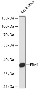 Anti-PIM1 Antibody (CAB0175)