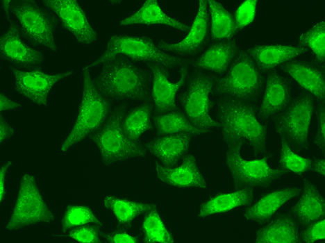 Anti-XRCC2 Antibody (CAB1800)