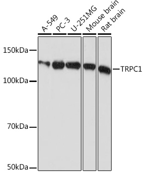 Anti-TRPC1 Antibody (CAB4016)