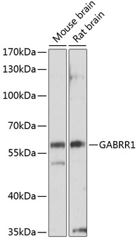 Anti-GABRR1 Antibody (CAB2937)