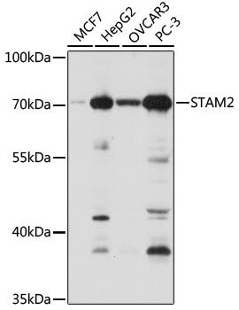 Anti-STAM2 Antibody (CAB7058)