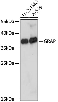 Anti-GRAP Antibody (CAB15391)