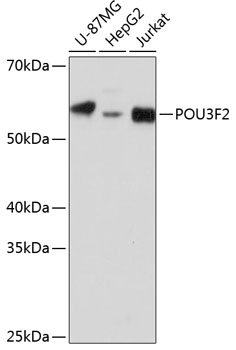 Anti-POU3F2 Antibody (CAB18576)