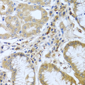 Anti-WNT9A Antibody (CAB7939)