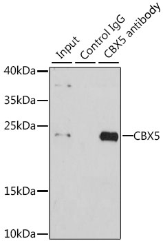 Anti-CBX5 Antibody [KO Validated] (CAB1098)