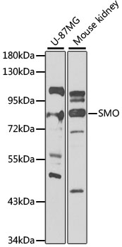 Anti-SMO Antibody (CAB3274)