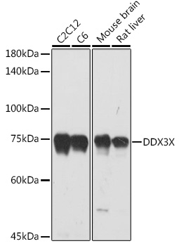 Anti-DDX3X Antibody (CAB5637)