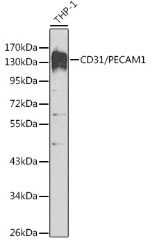 Anti-CD31/PECAM1 Antibody (CAB2104)