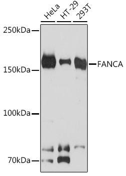 Anti-FANCA Antibody (CAB9529)