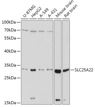 Anti-SLC25A22 Antibody [KO Validated] (CAB17772)