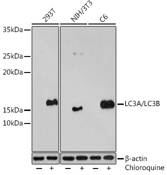 Anti-LC3A/LC3B Antibody (CAB5618)