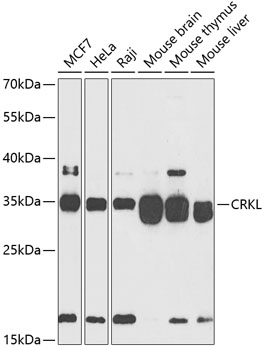 Anti-CRKL Antibody (CAB0511)