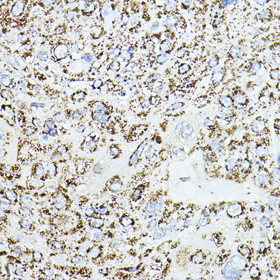 Anti-VEGFB Antibody (CAB12689)