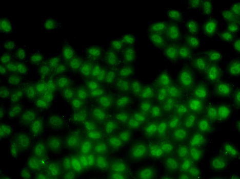 Anti-ID3 Antibody (CAB5375)