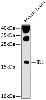 Anti-ID1 Polyclonal Antibody (CAB8432)