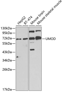 Anti-UMOD Antibody (CAB1920)