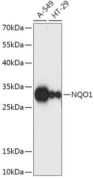 Anti-NQO1 Antibody (CAB1518)