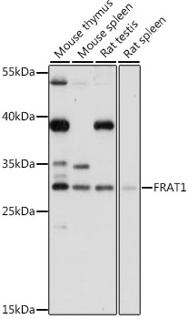 Anti-FRAT1 Antibody (CAB16093)