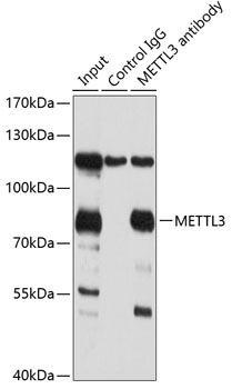 Anti-METTL3 Polyclonal Antibody (CAB8370)