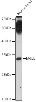 Anti-MGLL Antibody (CAB6654)