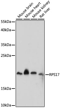 Anti-RPS17 Antibody (CAB16425)