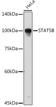 Anti-STAT5B Antibody (CAB12356)