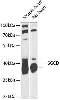 Anti-SGCD Antibody (CAB13351)