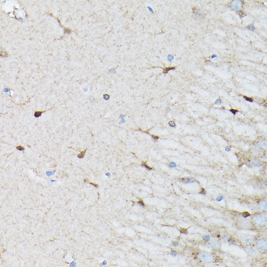 Anti-NLRP1 Antibody (CAB16212)