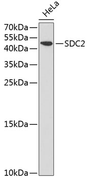 Anti-SDC2 Antibody (CAB1810)